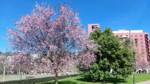 La primavera ya está aquí Como el almendrero de Doraemon